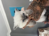 Safkan British Shorthair Bluepoint Yavrularımız