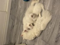 Safkan british longhair