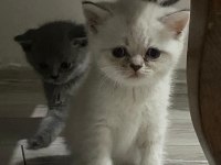 British shorthair bebekler