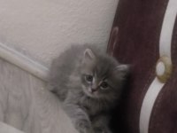 British longhair 60 günlük