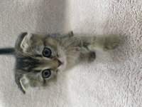 Saf ırk anneden secereli yavrumuz scottish fold
