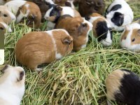 Ginepig Bebek