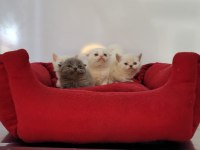 ANNE ALTINDAN VETERİNER HEKİM KONTROLLÜ KEDİLER