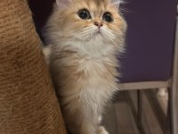 British longhair