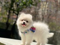 Pomeranian boo yavrular