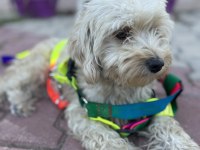 Maltese çok tatlı kopegimiz disi uyumlu