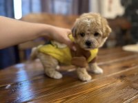 Maltipoo En Özelinin Ailesi Olmak İster Misiniz?
