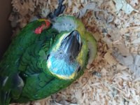 Bebek blue front mavi alın amazon papağanı
