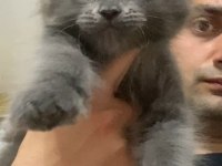 XXL YURT DIŞI ÜST KALİTE ERKEK KEDİLER