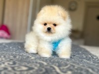 BAL GİBİ 2 AYICIK POMERANİAN