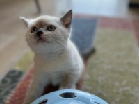 British Shorthair ve Siyam Birleşimi Kedimiz
