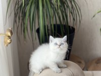 A Kalite British Shorthair Yavrum