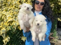 Samoyed yavrularım sağlık ve ırk garantilidir
