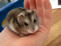 HAMSTER-GONZALES YAVRULARIMIZ HERYERE GÖNDERİM