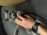 Russian blue yavru kediler