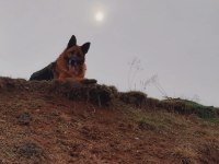 Safkan erkek alman çoban köpeğimiz