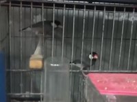 Jawa ispinou takım yumurta da