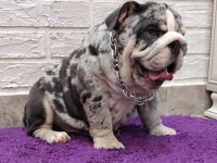 SİTENİN EN GÜZEL İNGİLİZ BULLDOG BEBEKLERİ