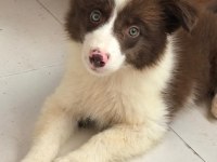 4 tane çok iyi kahve beyaz dişi 60 günlük border collie