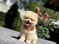Pamuk Şekeri Pomeranian Boo