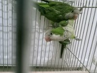 Yer İstanbul Pendik Hazır çift yavru yumurta görmüş