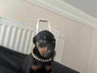 Estetikli veya estetiksiz doberman bebekleri