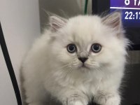 Show british longhair yeni yuvasını bekliyor