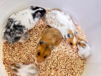 Suriye Hamster