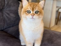 ŞECERELİ DAMIZLIK ERKEK KEDİMİZ