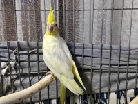 Yeni Yeme Düşmüş Bebek Kuşlar