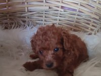 Toy Poodle köpeği