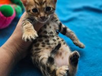 Bengal kittens WCF pedigre