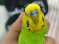 Jumbo Çift Konuşan Muhabbet Kuşu