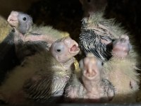 Rezerveye Açık 20 Güne Yeme Düşecek Sultan Papağanı Yavrular