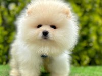 Safkan Pomeranian Boo Bebekler