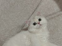 British longhair