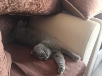 Scottish Fold kedimiz