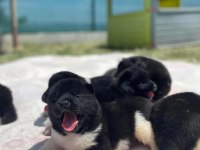 MUHTEŞEM KALİTE AMERİKAN AKİTA PANDA YAVRULAR