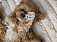 Sevimli Maltipoo Yavrumuz Yeni Ailelerini Arıyor