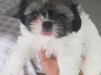 sahiplendirilicektir shih tzu