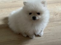Dişi pomeranian boo yavrum yuvaya hazır