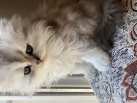 British longhair bebişler