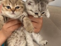 Anneleri British Shorthair Babaları Scottish
