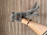WC eğitimli oyuncu scottish fold