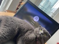 Scottish fold ve british kedisi