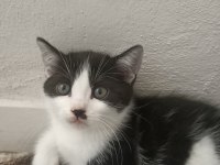 British shorthair kırma
