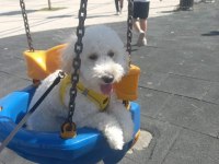 Maltipoo Erkek Köpeğimiz