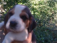 Elizabeth beagle cinsi yavrular