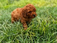 Red Toy Poodle Yavrular