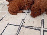 Sahibinden Toy Poodle Yavruları